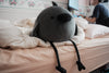 Eri the Crow Mochi Plush